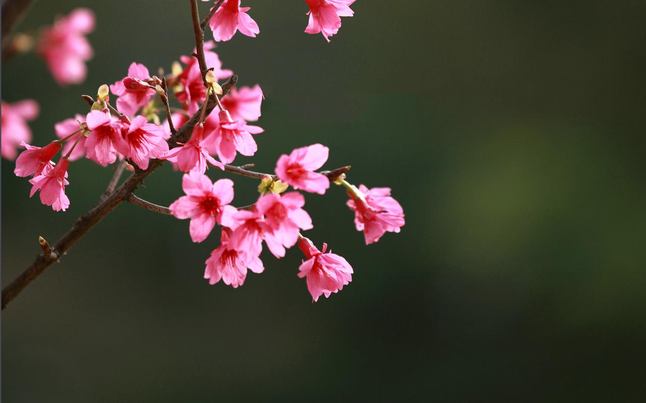 樱花唯美高清图片桌面壁纸