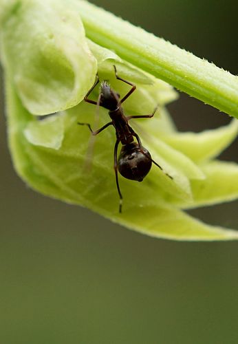 蚂蚁的生活 摄影 竹林居