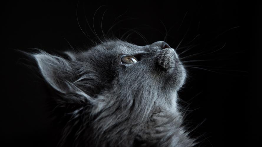 壁纸 灰色的猫仰望,黑色的背景 3840x2160 uhd 4k 高清壁纸, 图片