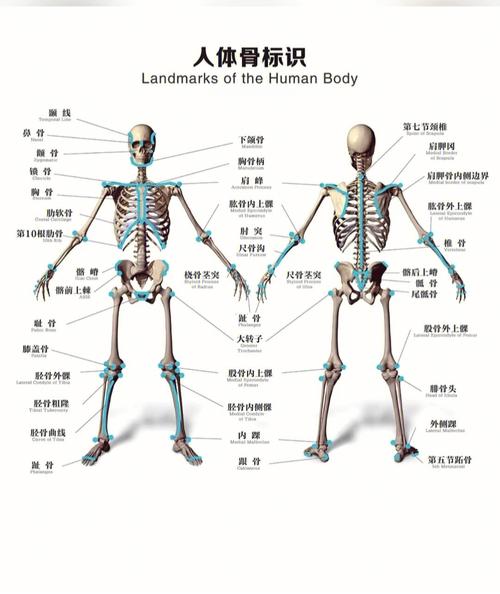 医学生解剖图集解剖学