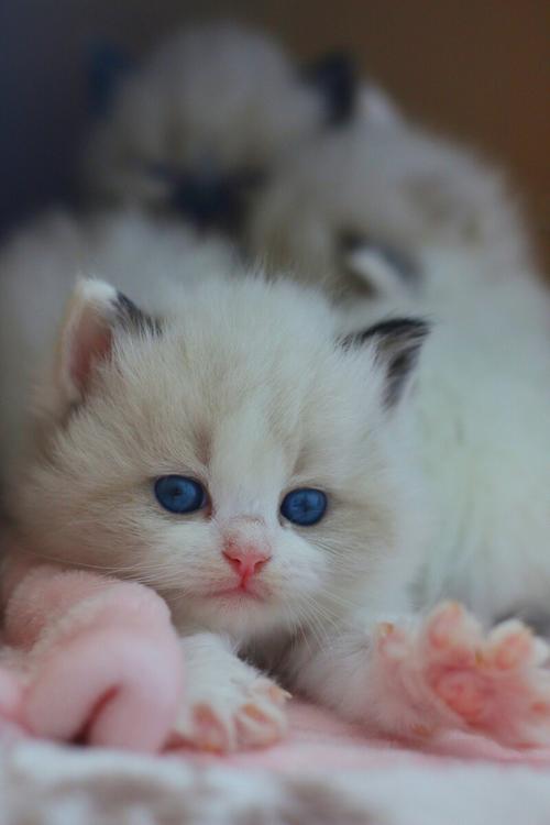 非常可爱迷人的布偶猫小猫咪
