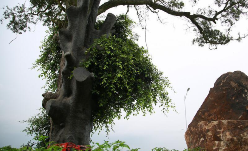 南宁最古老的扁桃树为了保护它公路给它让了道