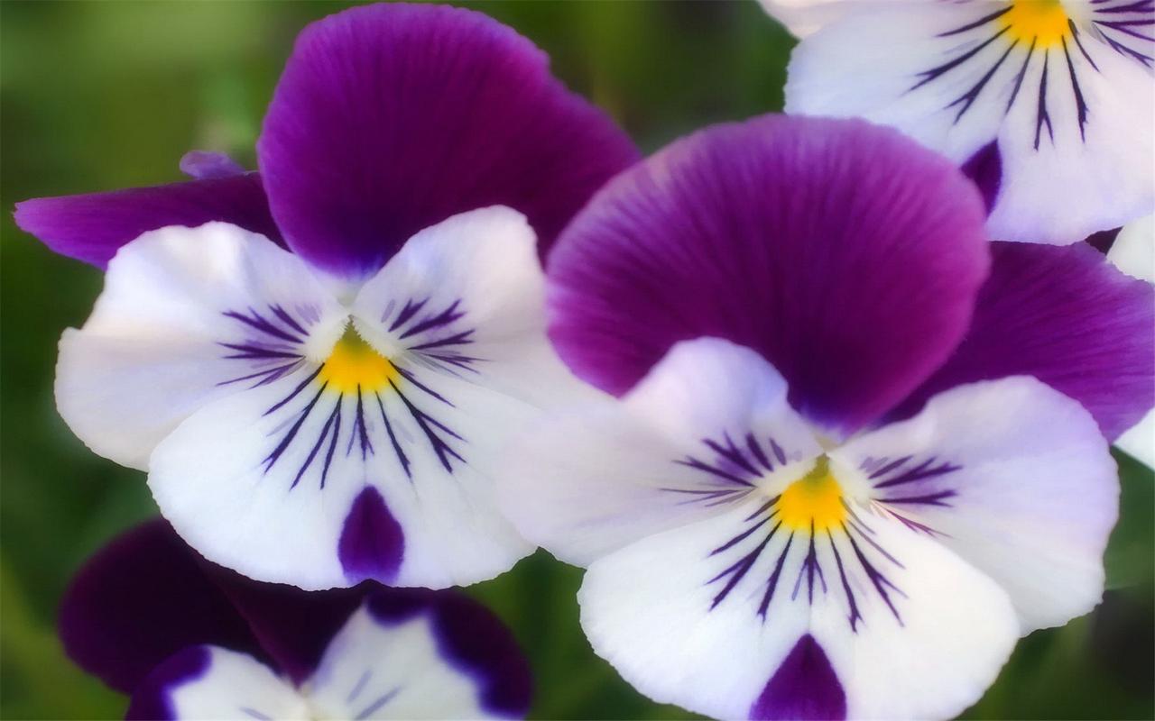 好看唯美花卉紫罗兰图片电脑桌面壁纸高清