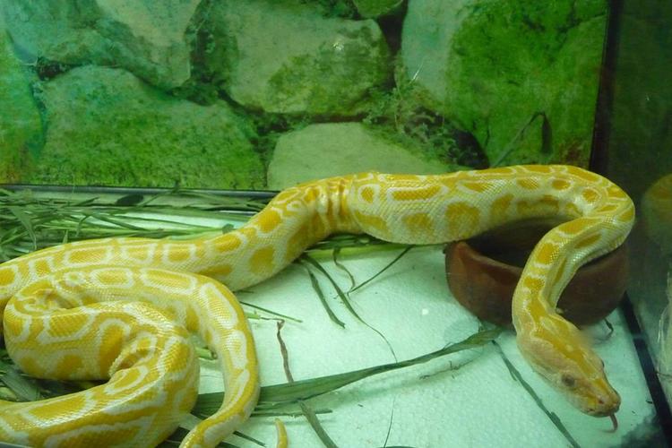 宠物黄金蟒蛇的图片大全高清真实照片一览