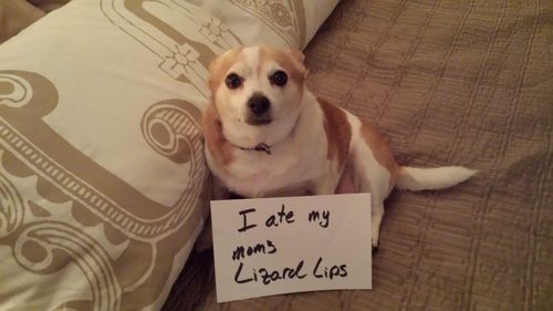 lizard lips | dog shaming