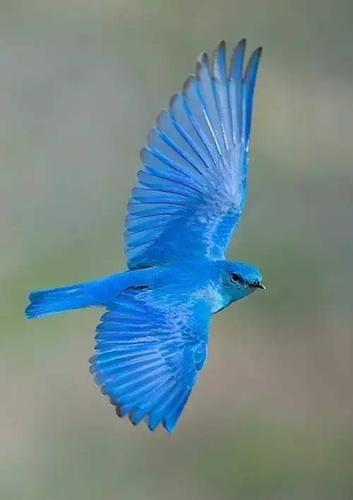 今天带你看一些蓝色的小鸟,真的太罕见了!