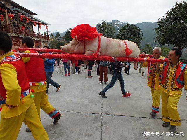 湖北宜昌:景区举办年猪节,一头重约300斤肉猪戴红花坐抬轿