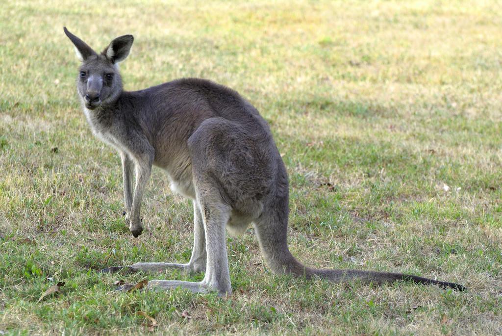 澳大利亚动物学,,灰色袋鼠