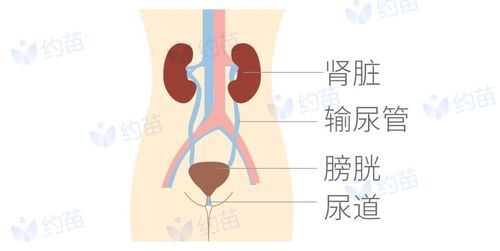 发生部位不同尿路感染指病原体入侵尿路(泌尿系统)所引起的疾病.