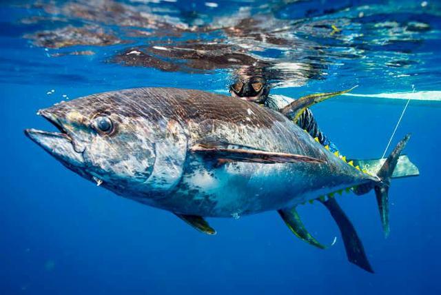 蓝鳍金枪鱼的价格为什么直线上升?