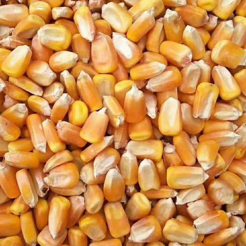 常年出售大量一级干玉米二级三级玉米粒