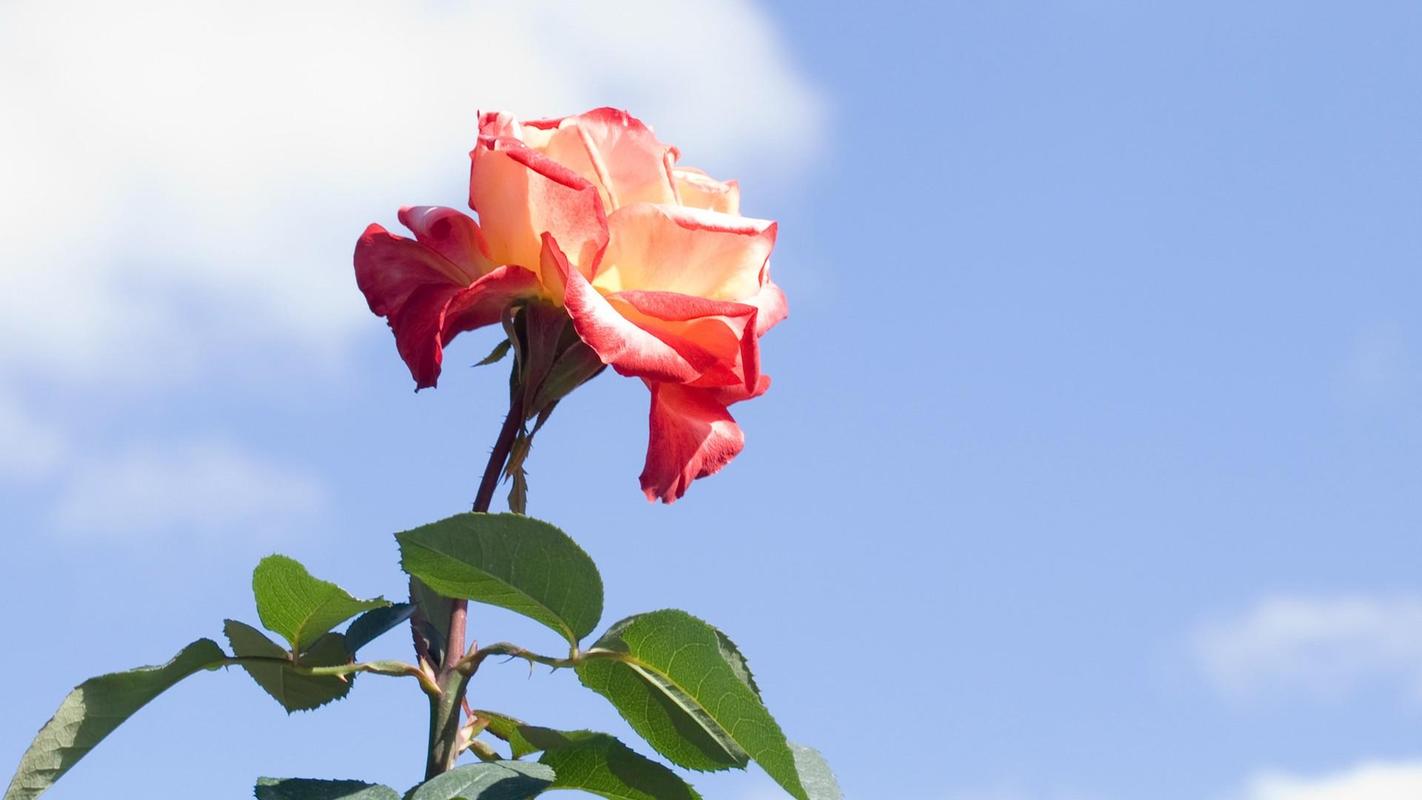 精选新鲜玫瑰花清图片电脑桌面壁纸下载高清大图预览1920x1200_植物