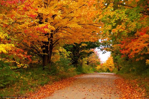 下载壁纸 秋, 道路, 树, 景观 免费为您的桌面分辨率的壁纸 4672x3104