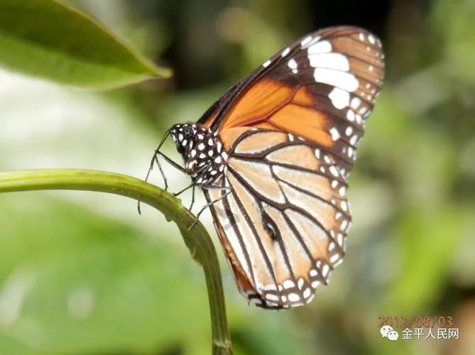 无尾型雌蝶蝴蝶从卵,到幼虫再到成虫的过程现