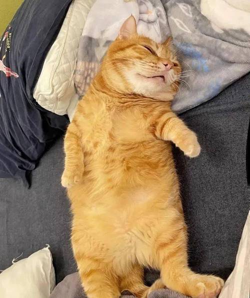 这只靠睡姿走红的橘猫这就是睡神本神吧