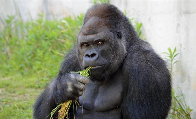 史上最帅猩猩 每年200万伙食费自己赚!