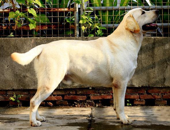 拉布拉多犬标准拉布拉多驯养攻略及个性特点