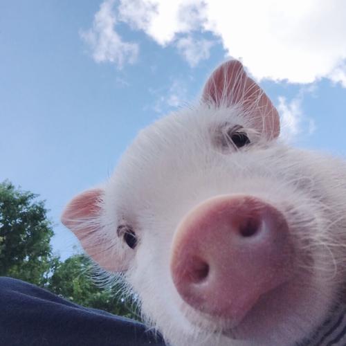 可爱小猪表情包 - 日常表情包