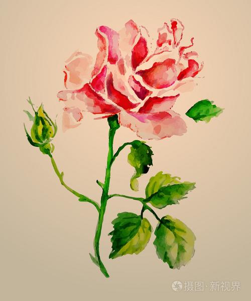 玫瑰水彩画