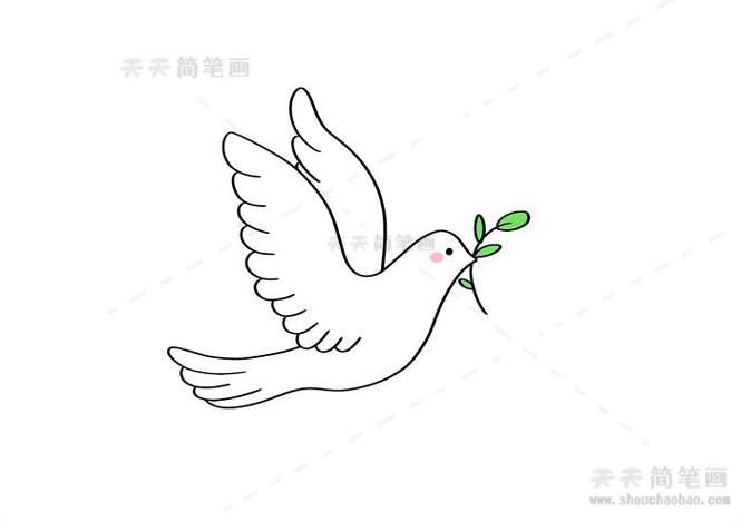 和平鸽橄榄枝简笔画教程叼橄榄枝的鸽子的画法