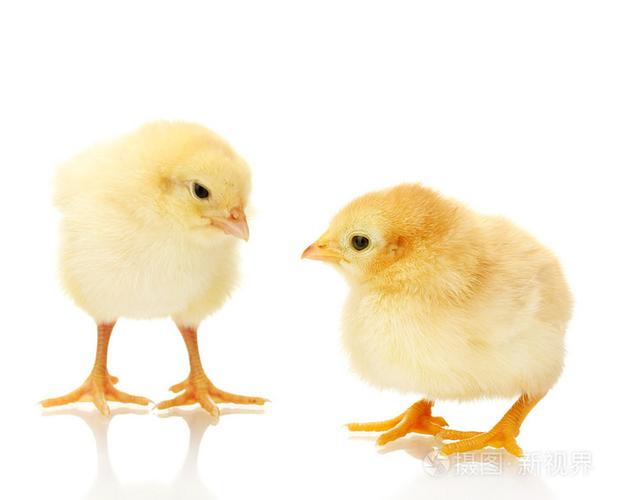 两个黄色隔离在白色的小鸡