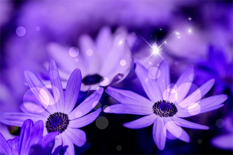 唯美紫色花卉桌面壁纸_漂亮好看的紫色小花