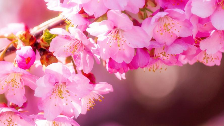 春天,桃花图片,粉色桃花高清桌面壁纸
