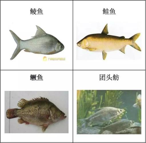青鱼,草鱼,鲢鱼,鳙鱼,鲫鱼,鲤鱼,鲮鱼,鲑(大麻哈鱼),鳜鱼,团头鲂,长