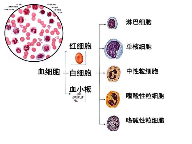 淋巴细胞 红细胞 血细胞 单核细胞 白细胞 血小板 中性粒细胞 嗜酸性
