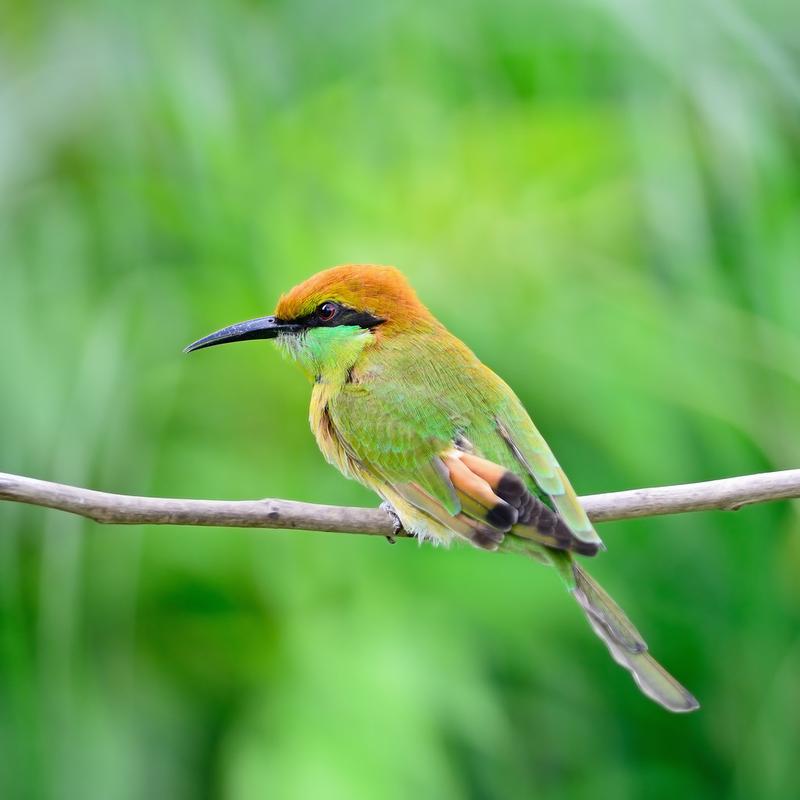 小绿蜂食者,美丽的小小绿色蜂鸟鸟,休息在树枝上,后面的配置文件