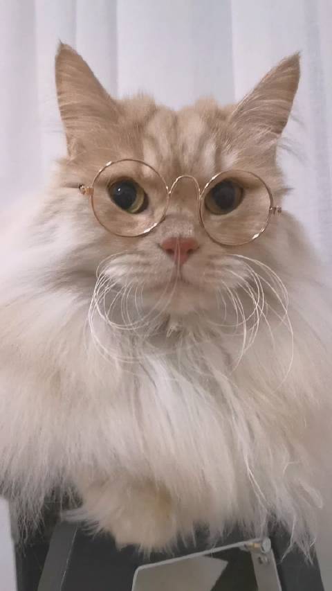 怎么有猫咪戴眼镜这么合适呀_手机新浪网