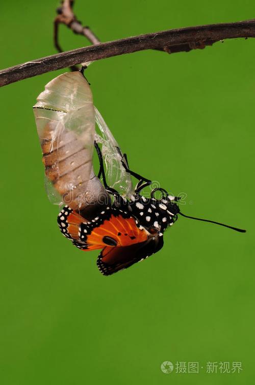 羽化过程613蝴蝶试图钻出茧壳从蛹变成蝴蝶