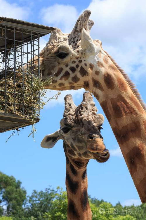 一对长颈鹿在一个喂食篮子里吃,另一只在背景中咀嚼