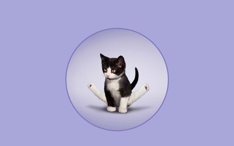 爱做瑜伽的小猫创意摄影搞笑动物图片桌面壁纸