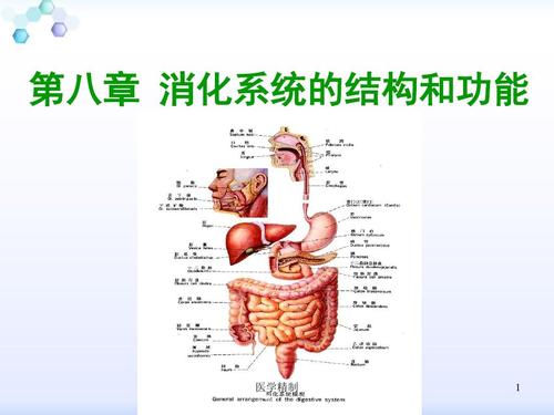 消化系统解剖结构(内容详细)