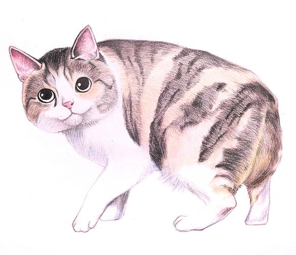 彩色铅笔画步骤教程:日本短尾猫的画法