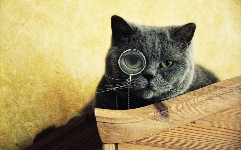 戴眼镜的猫寻找东西 iphone 壁纸
