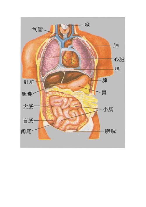 人体内脏器官结构分布图详解人体结构图穴位医学人体解剖图片内脏器官