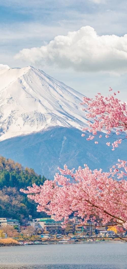 富士山樱花壁纸