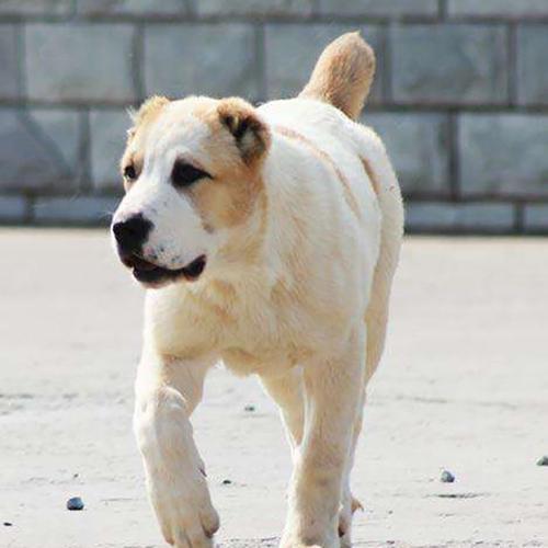 中亚犬幼犬出售大骨架中亚牧羊犬鸿胜犬业运输包活活体中亚犬