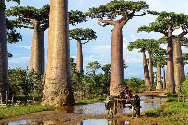 世界最粗的树是非洲的"猴面包树"直径约17.5米