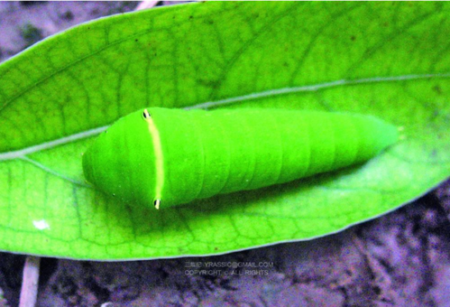 九江生物多样性科普丨樟树上长出的蝴蝶