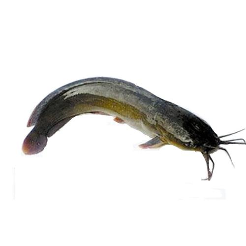 鱼苗鲶鱼埃及塘鲺胡子八须大型淡水养殖养殖鱼鱼