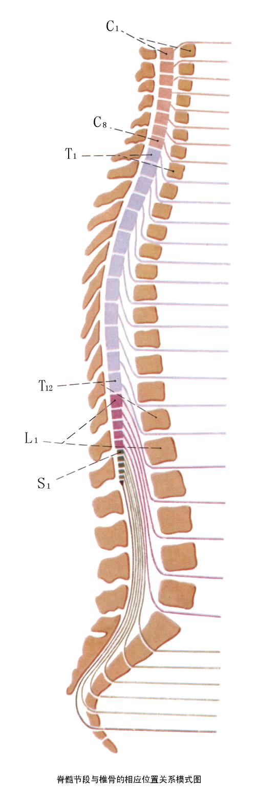 胸椎棘突