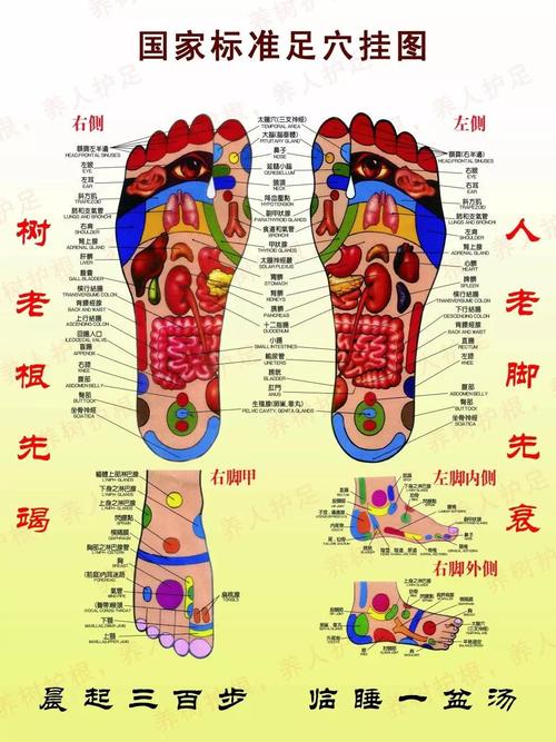 人的足底是一个全息功能区,我们的双脚和内脏以及其他器官有着极为