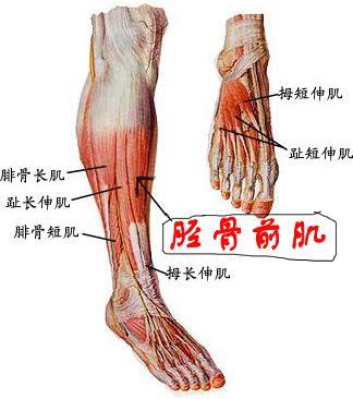 小腿肌肉介绍(1)胫骨前肌