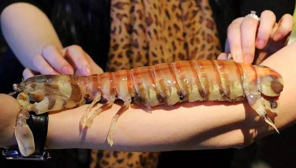 比手臂还粗的斑马濑尿虾虾肉又厚又嫩非常弹牙爽脆