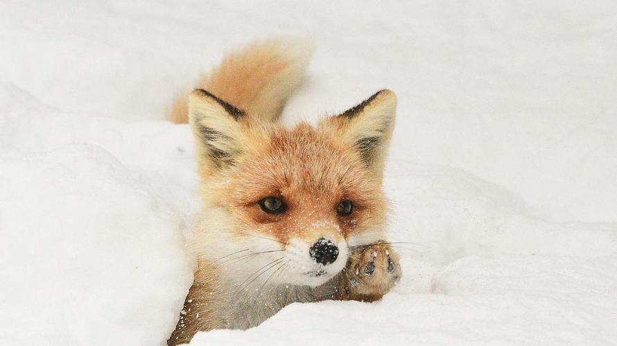 小狐狸举爪爪