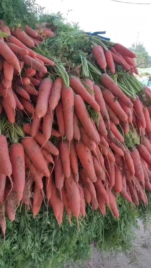 开封沙土地三红萝卜胡萝卜支持电商市场商超
