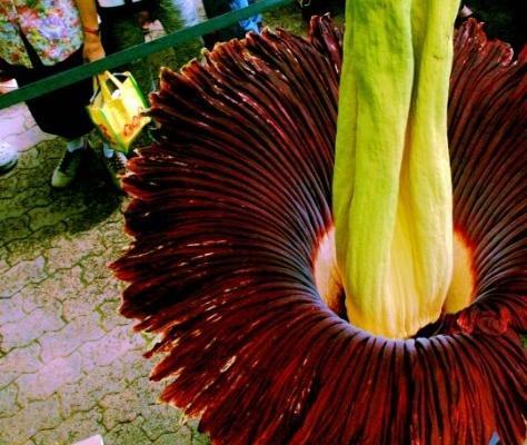 世界上十大最稀有的花大盘点睡火莲登榜第一2